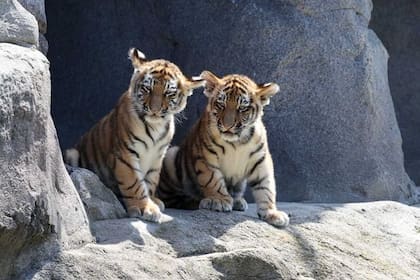 Cuando se sueña con un tigre cachorro es un buen augurio