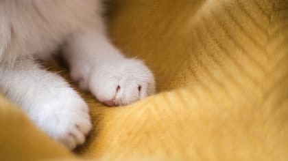 Cuando tu gato te amasa, te dice “eres mi persona” en su propio lenguaje