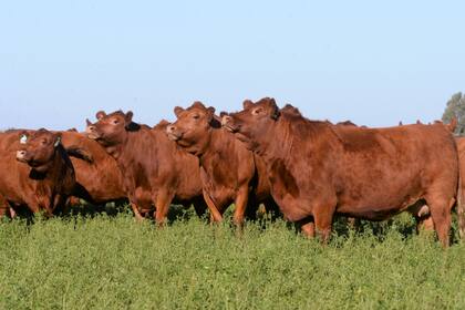Cuando un ganadero decide encarar un proceso de mejoramiento genético de su rodeo, lo primero que tiene que hacer es definir cuál es el animal deseado