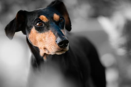 Cuando un perro rasca, está realizando simultáneamente un marcaje olfativo y visual