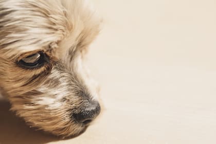 Cuando un perro sufre miedo su cuerpo atraviesa por una respuesta de "lucha o huida"