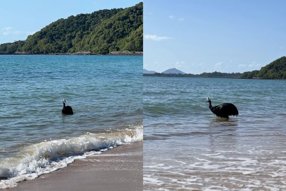 Cuando vieron a la criatura emplumada salir del agua se dieron cuenta que era demasiado grande para ser un ave convencional
