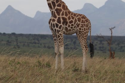 ¿Cuántas especies de jirafas hay en África? Nuevo análisis científico cuadruplica la cifra