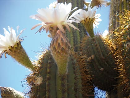 Cuanto más calurosos es el clima, más posibilidades de floración