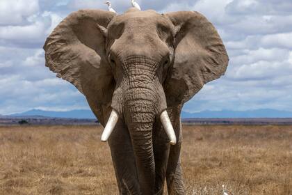 Cuánto mide y pesa el elefante más grande del mundo