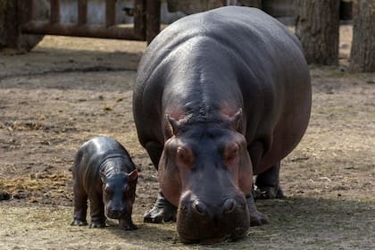Cuánto pesa un hipopótamo bebé y uno adulto