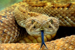 ¿Qué serpiente es considerada la más venenosa del mundo?