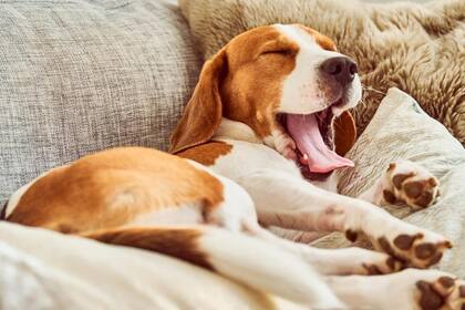¿Cuánto tiempo deben dormir los perros?