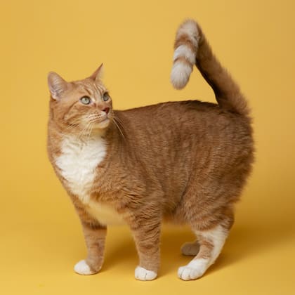 Cuánto tiempo dura el celo en una gata