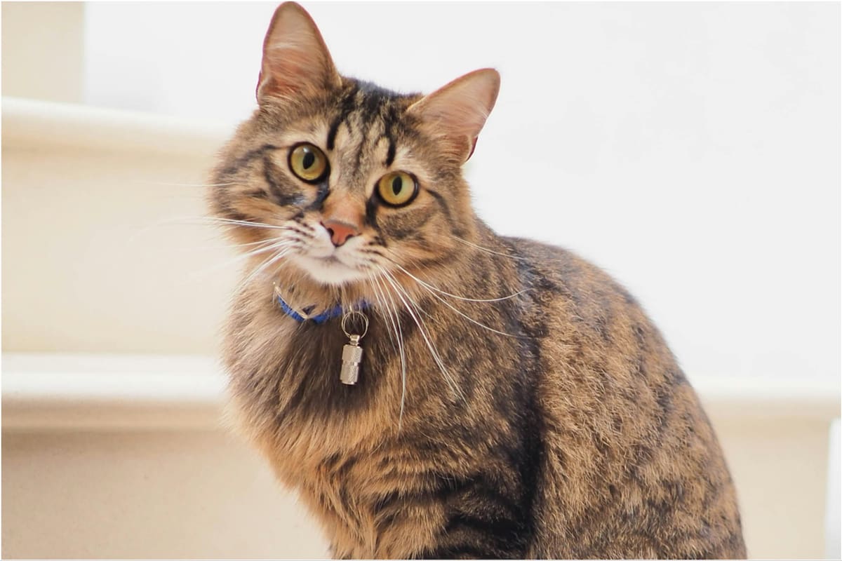 Cuánto tiempo dura el celo en una gata y qué recomendaciones tener en cuenta