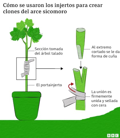 Cuánto tiempo tardará en crecer un nuevo arce sicomoro