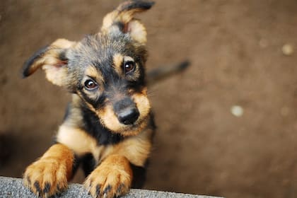 El Ministerio de Agricultura de China emitió un comunicado en el que anunció que prohibirá la cría de perros para consumo humano