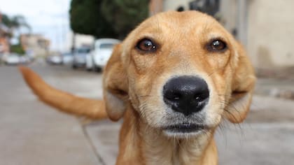 ¿Cuántos años vive un perrito callejero? Su expectativa de vida es distinta a la de un perro de raza