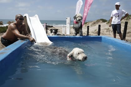 Cuatro de cada diez argentinos eligen dónde veranear en función de si pueden o no ir con su animal de compañía; en la costa, paradores, restaurantes y sitios de alojamiento incorporan esta tendencia dentro de sus propuestas