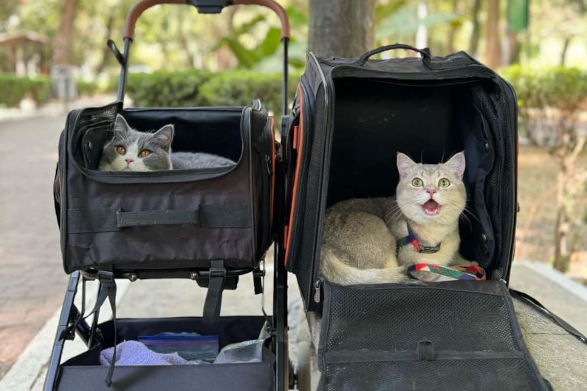 Cuatro gatos se volvieron virales por viajar juntos en un vuelo a París