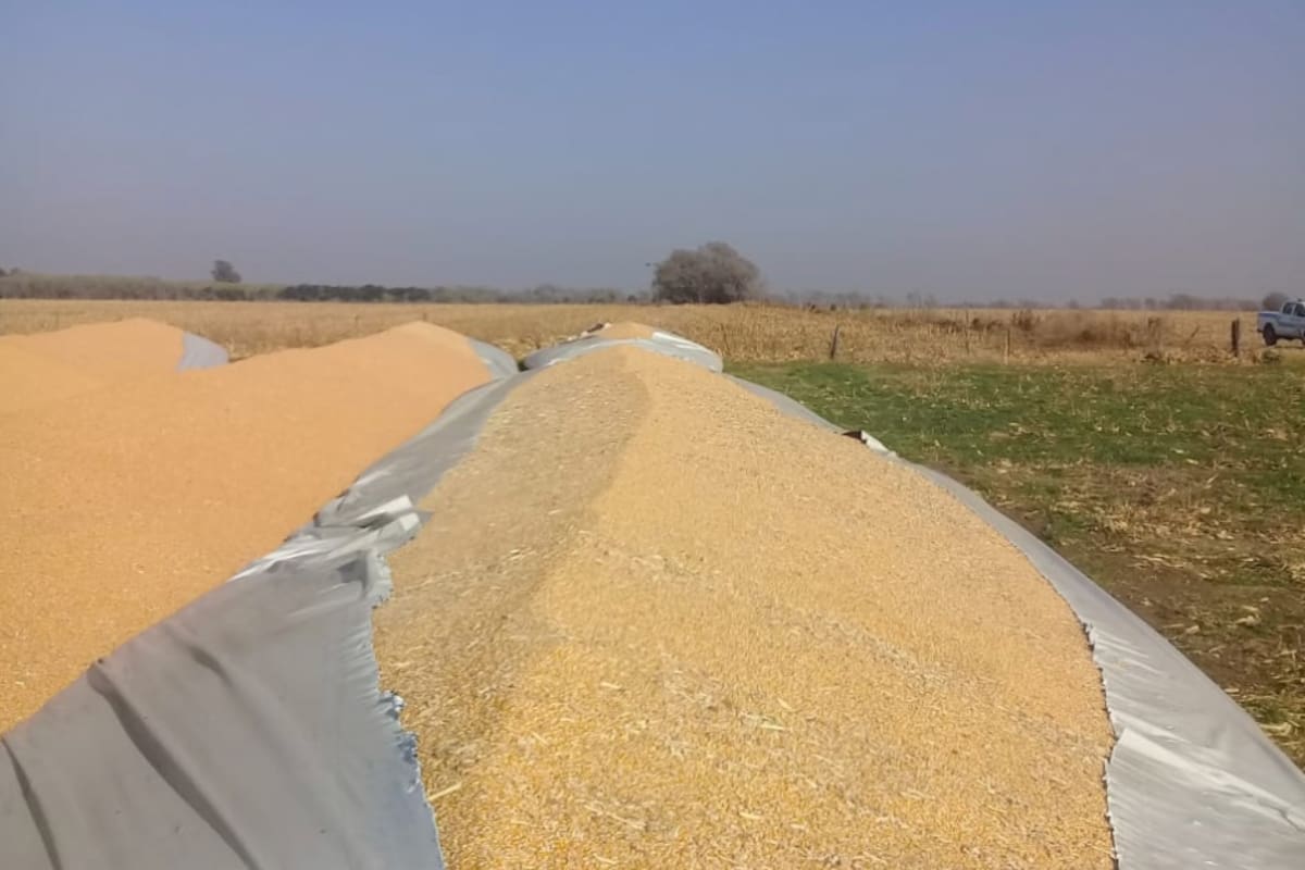 Cuatro silobolsas con maíz fueron siniestrados en un campo en el departamento cordobés de Río Cuarto, según denunció la Sociedad Rural local