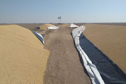 Cuatro silobolsas repletos de soja fueron atacados en el norte de Córdoba