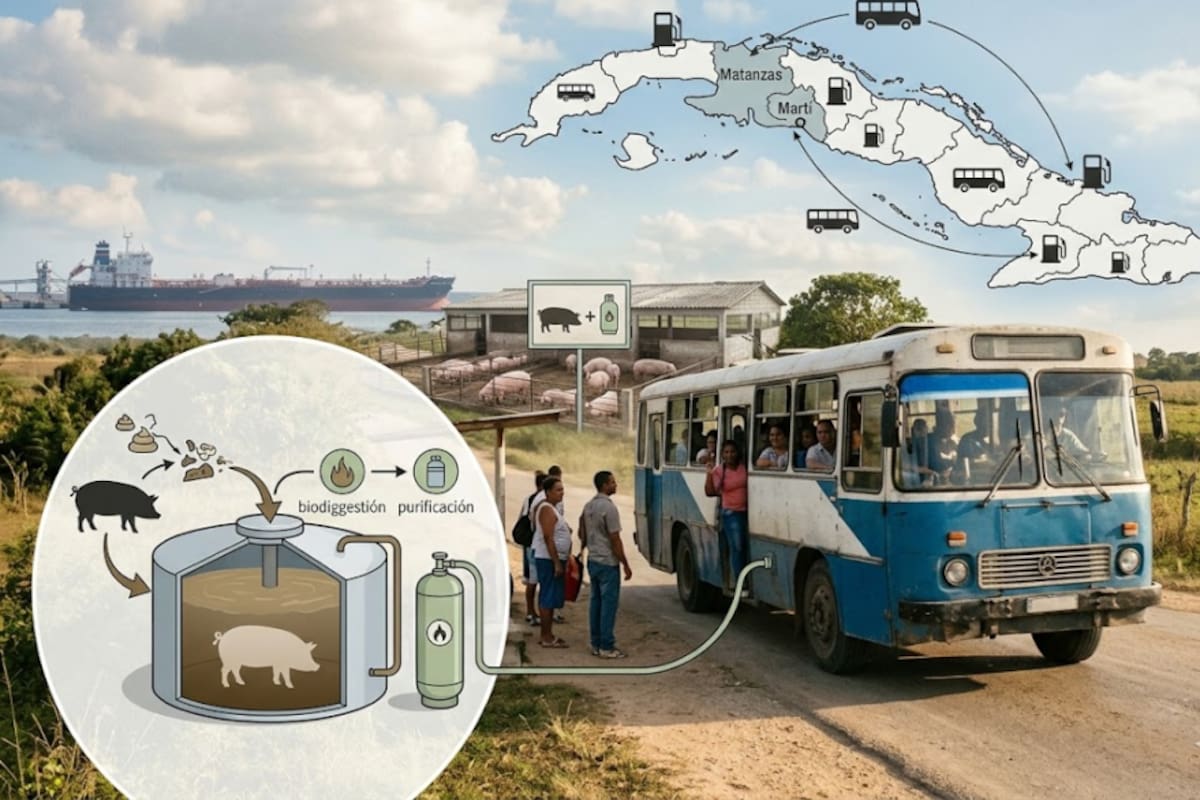 Cuba apuesta a autobuses que funcionan con un combustible producido a partir de desechos de cerdos (imagen ilustrativa)