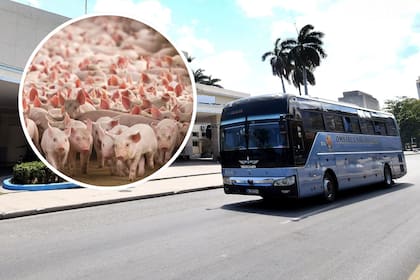 Cuba apuesta a autobuses que funcionan con un combustible producido a partir de desechos de cerdos (imagen ilustrativa)