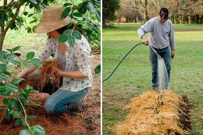 Cubrir el suelo con algún tipo de mulch —como corteza, paja seca o granza— ayudará a mantener la humedad del suelo.