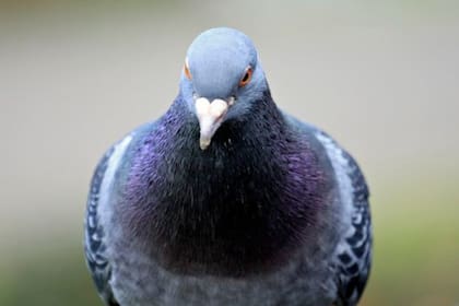 Cuello torcido, alas temblorosas e inactividad son síntomas de las "palomas zombies" (Foto:IStock)