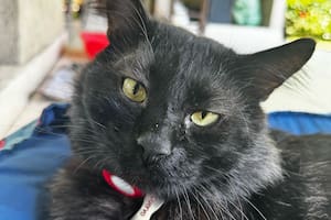 Cuervo iba todos los días a la casa de Gastón y su familia, hasta que lo adoptaron y pasó a ser un miembro más