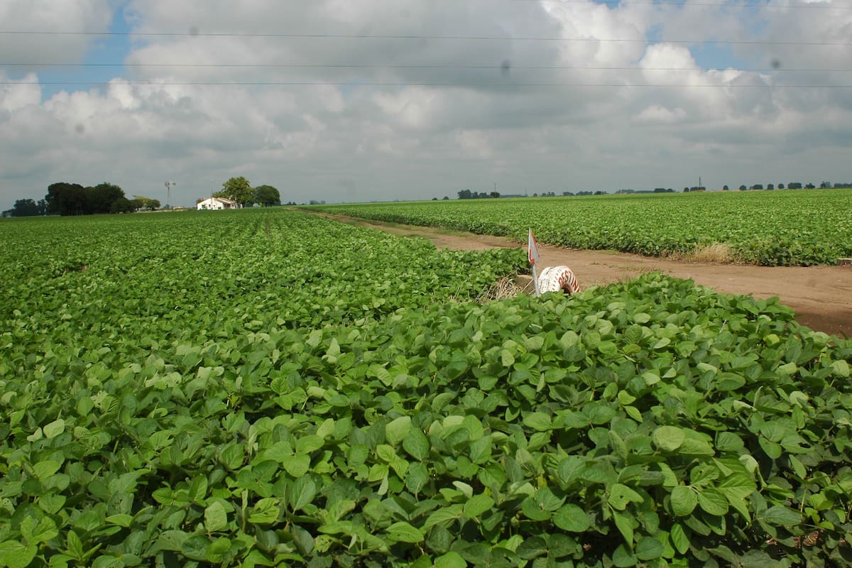 Cuestionan el uso del glifosato en la agricultura