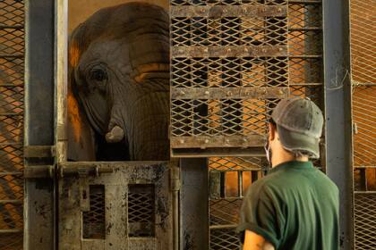 Cuidadores trabajan con las elefantas en el predio de Palermo