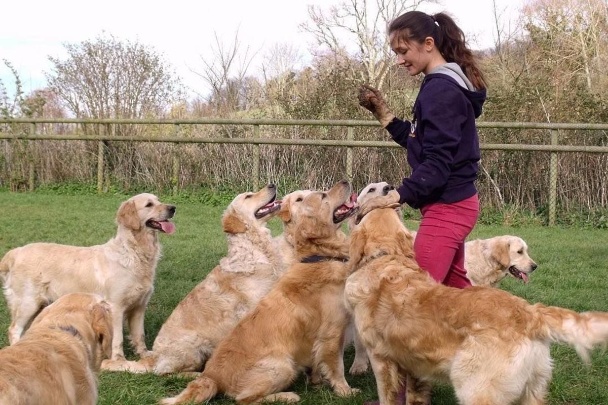 Cuidar a 30 golden retrievers podría ser su próximo trabajo