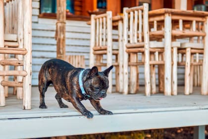 Cuidar a las mascotas en sitios petfriendly es fundamental (Foto Unsplash)