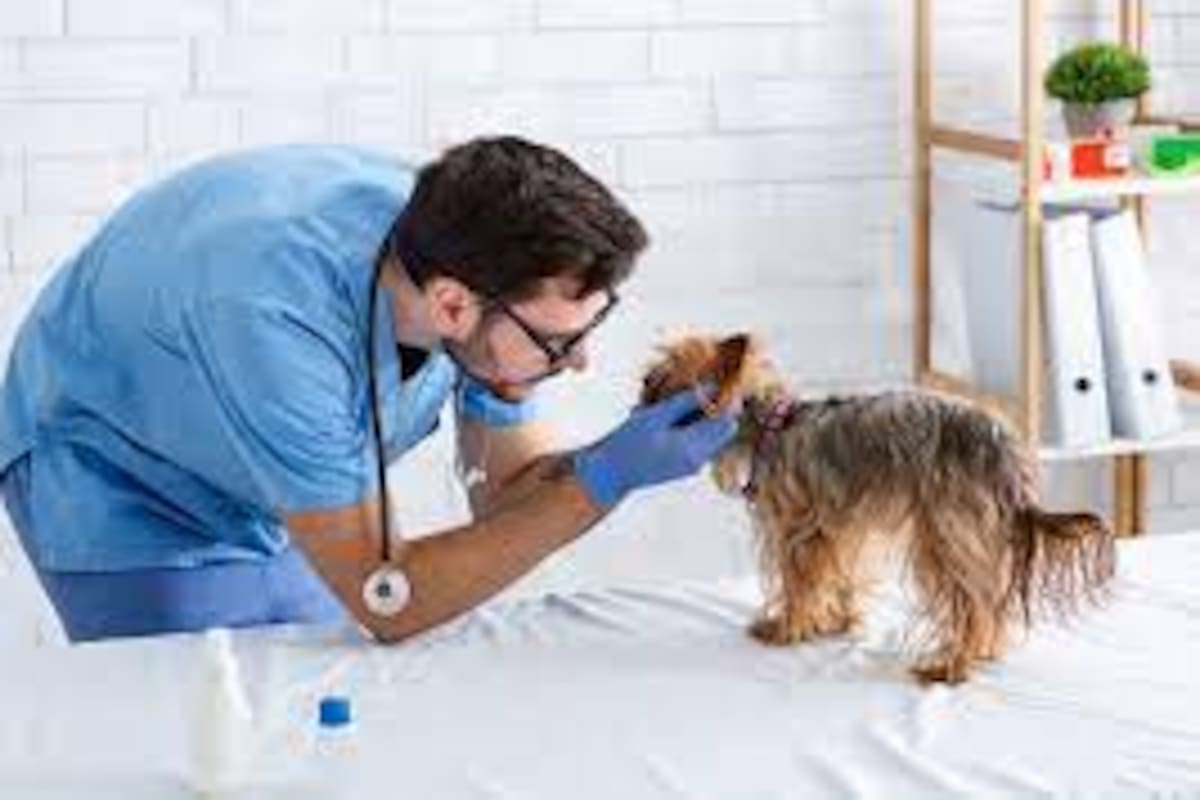 Cuidar a nuestra mascota también implica informarse acerca de sus enfermedades más frecuentes