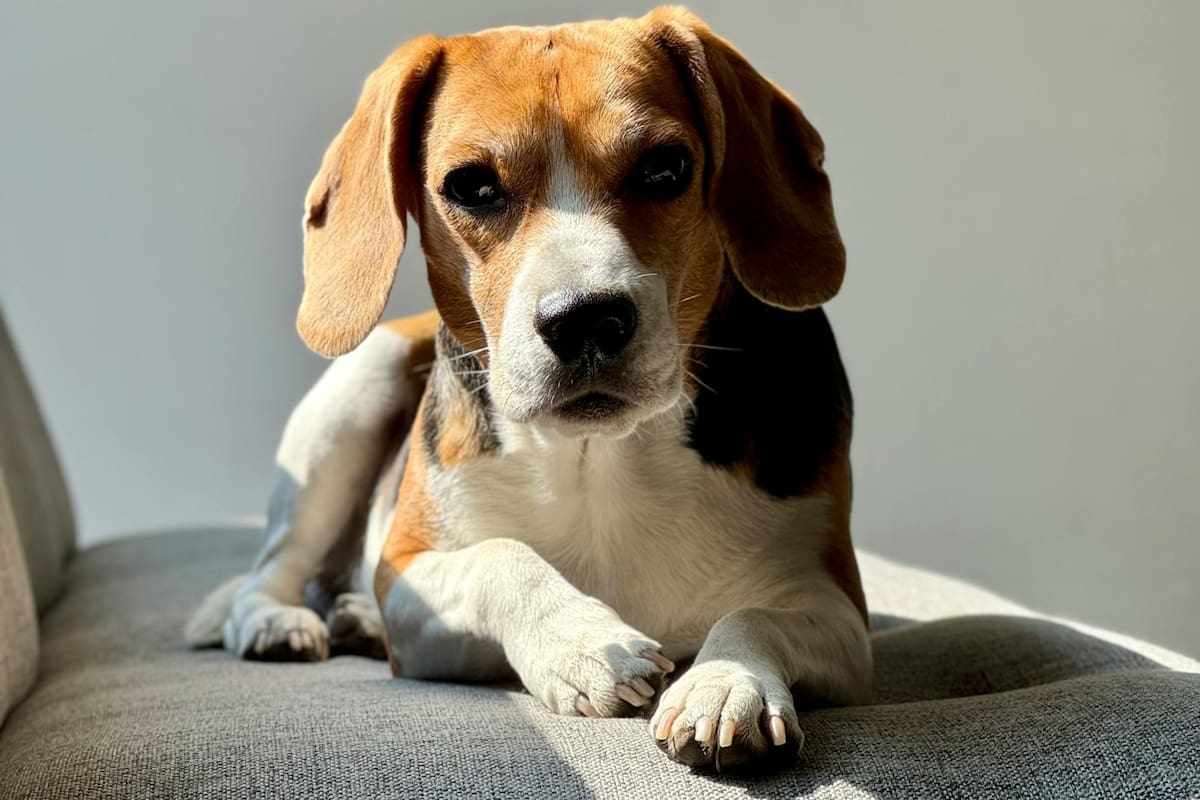 Cuidar el aparato digestivo de los perros es fundamental para su bienestar general