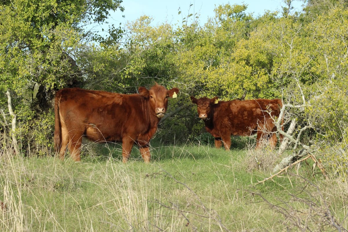 Cuidar la sanidad animal es un activo clave