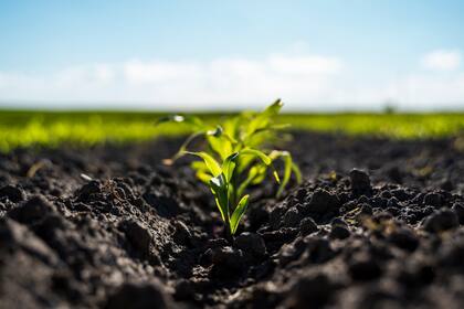 “Cuidar la tierra”. Cómo se gestiona un pool de siembra sustentable y rentable.