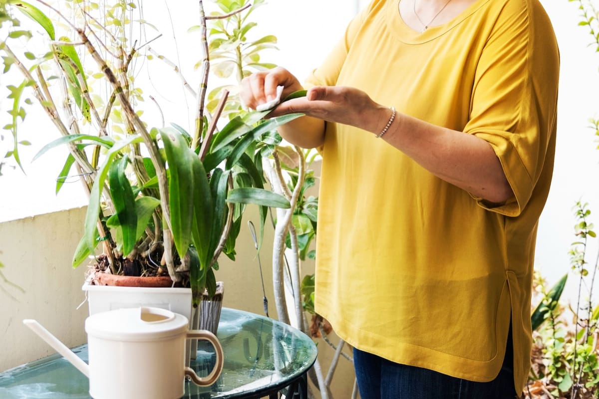 Cuidar las plantas de interior implica protegerlas de las corrientes de aire frío para evitar cambios bruscos de temperatura