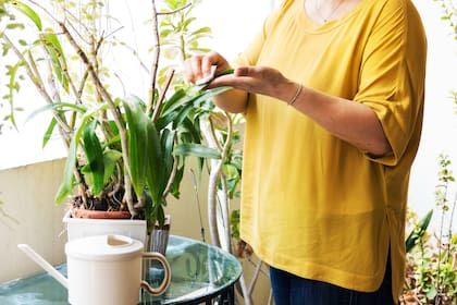 Cuidar las plantas de interior implica protegerlas de las corrientes de aire frío para evitar cambios bruscos de temperatura