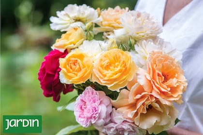 Cuidar un rosal en plena floración requiere constancia y atención