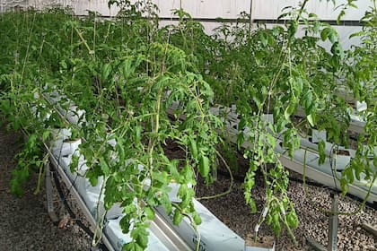 Cultivan verduras y también crían animales