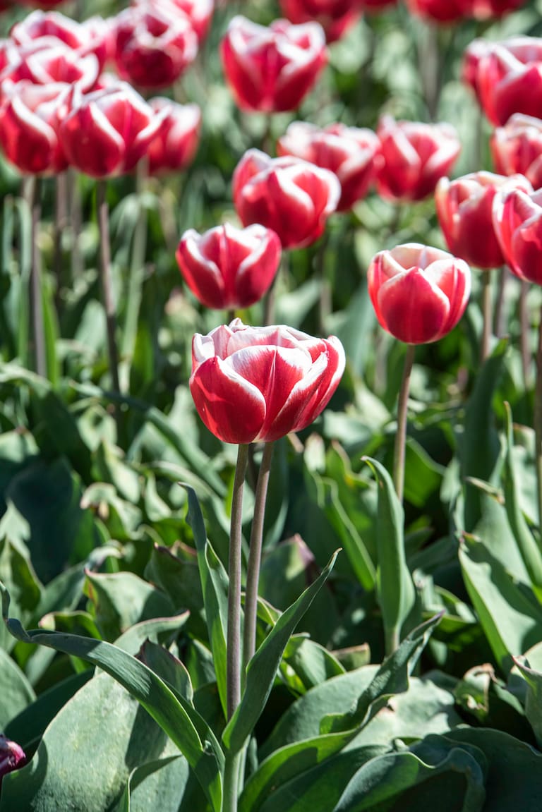.Cultivar del grupo Rembrandt