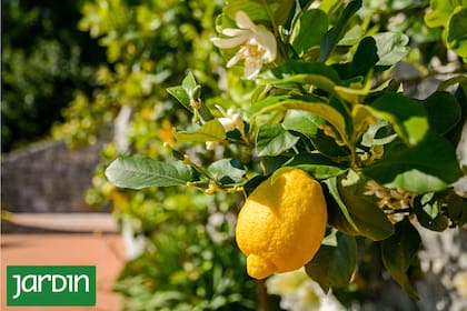 Cultivar frutales en espacios chicos es un desafío pero cada cosecha será orgullosamente urbana