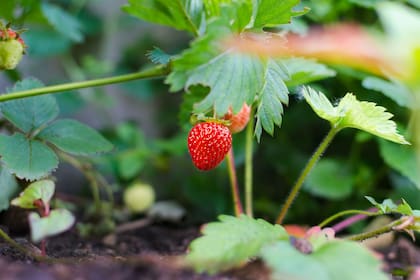 Cultivar frutillas en casa es bastante sencillo y rendidor, sea en maceta o en tierra. Solo hay que tener en cuenta algunos cuidados que requiere la planta para desarrollarse fuerte y sana.