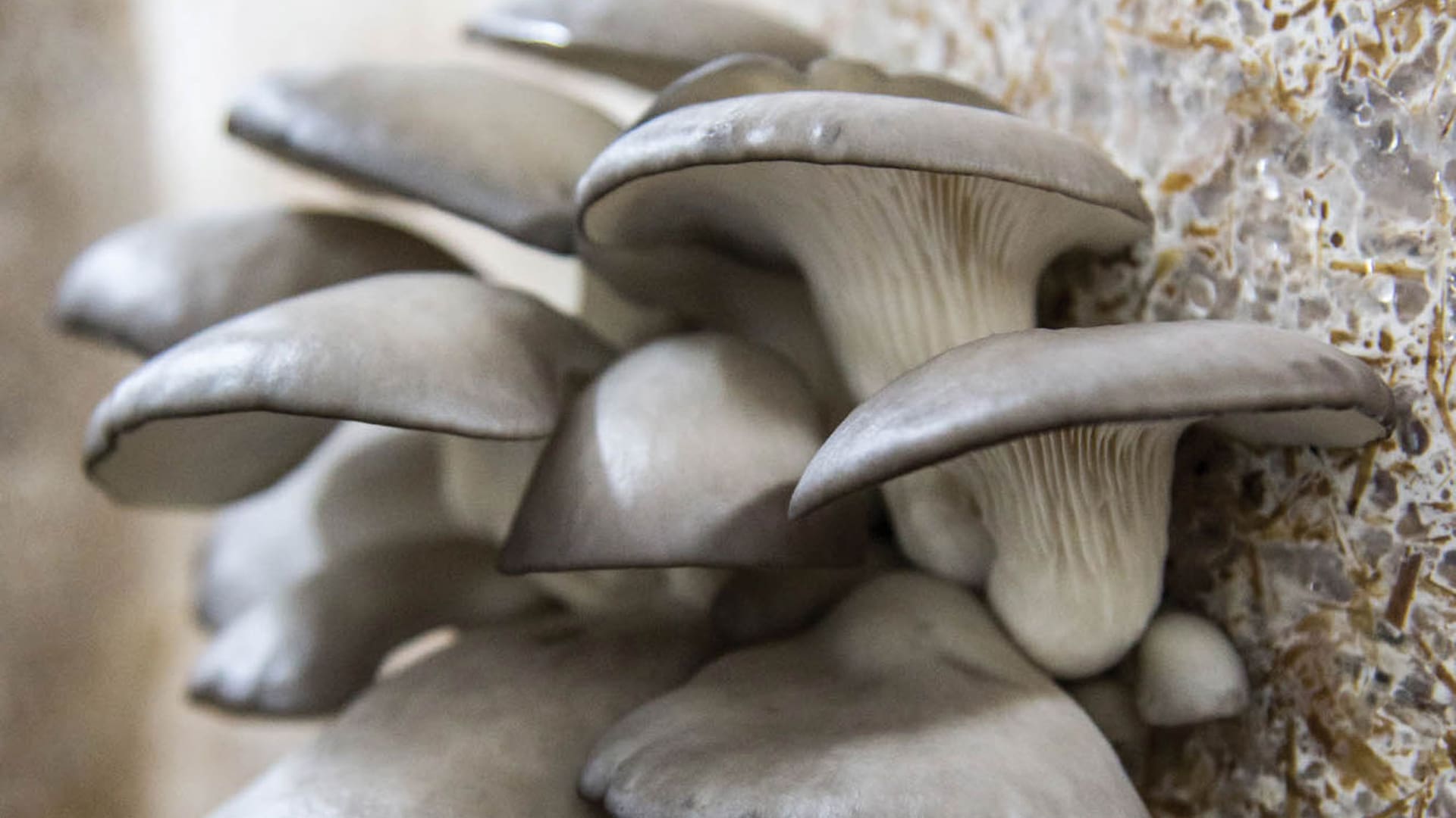Cultivar gírgolas en casa es posible. Se necesitan unos pocos materiales y un espacio sombrío sin corrientes de aire ni calefacción