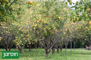 4 reglas imprescindibles para no fracasar con los limoneros