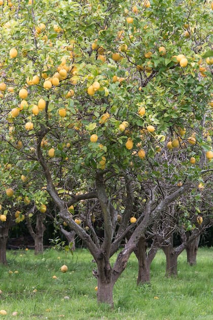 Cultivar limones en casa es sencillo si se tienen en cuenta algunas premisas