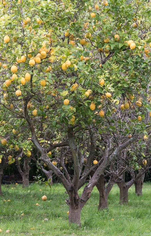 Cultivar limones en casa es sencillo si se tienen en cuenta algunas premisas