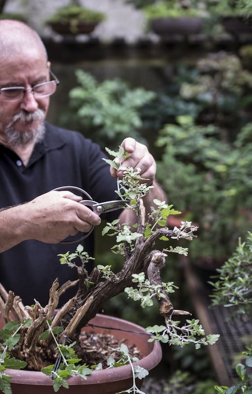Cultivar un bonsái tiene sus beneficios: establece una conexión directa con la naturaleza y nos puede enseñar muchas cosas