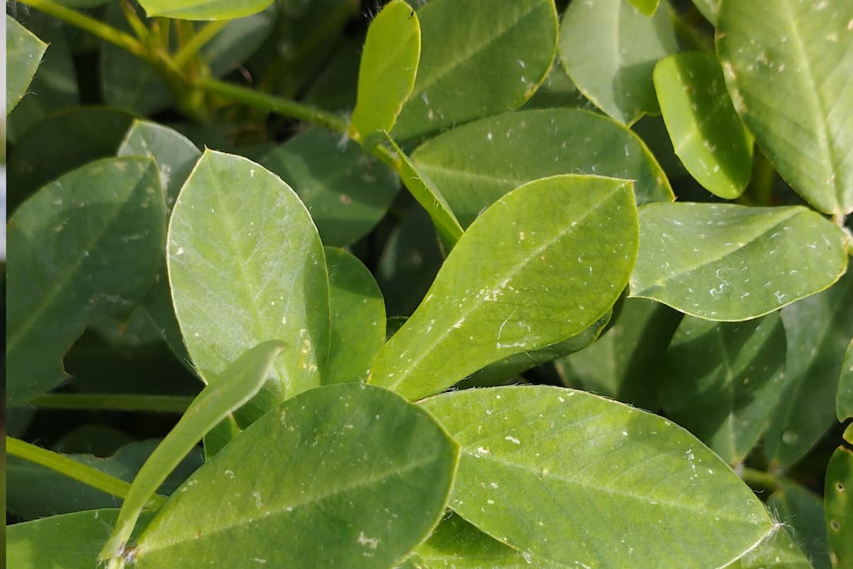 Cultivo con el producto aplicado