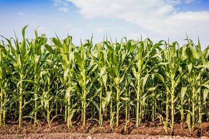 La Bolsa de Cereales de Buenos Aires estimó en 46 millones de toneladas el volumen de la cosecha de maíz