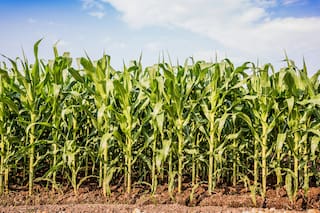 Agricultura: el momento de pensar en negro y en verde