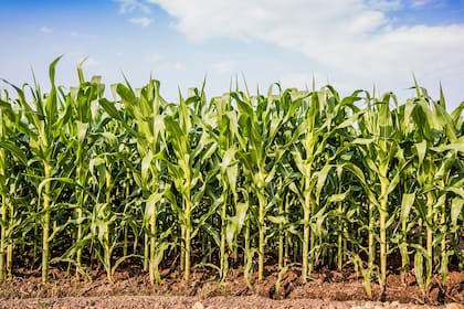 Uno de cada diez dólares exportados en la Argentina son del maíz, donde el país aporta el 20% del maíz comercializado en el mundo